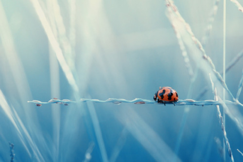 Into the blue beyond