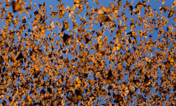 unusuallytypical:   Amazing Photos of Animals Congregating Monarch