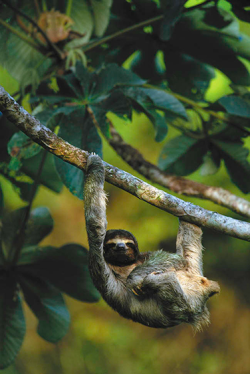 iambreast:     oecologia:  Sloth by Art Wolfe.   