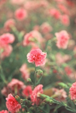 Pink flowers en We Heart It. http://weheartit.com/entry/79986241/via/ngkthea