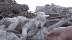 gifsboom: A homeless dog living in a trash pile gets rescued.