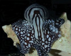 talesofdrunkennessandcruelty:  World’s Sexiest Octopus Ostracized