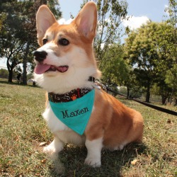 maxthecorgs:  Sometimes he forgets to put his tongue away 