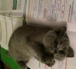 awwww-cute:How about studying me instead? AWW  that’s just…too