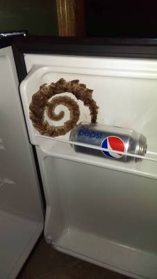 modmad:stunningpicture:Soda froze into a spiral (xpost /r/oddlysatisfying)#thats