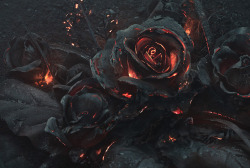 itscolossal:  A Smoldering Bouquet of Roses Photographed by Ars