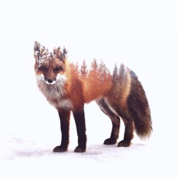 bestof-society6:    Fox by Peg Essert   