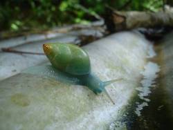 I love snails. Special rare snails.