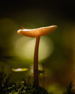 blooms-and-shrooms:   	195:365 by keithj5000    	Via Flickr: