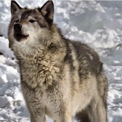 worldofwolvesofficial:  Howl time! @wolf__guard #shoutout #wolfrescue