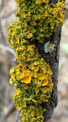 darkling-faerie-witch:Types of trees with fungi, moss and lichen