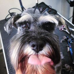 seriouslyjustpuppies:  Cheeky missy sticking her tongue out while