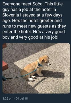 doggos-with-jobs:  Employee of the month, every month.