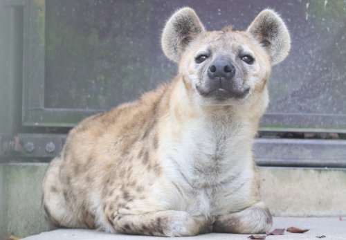 habbadax:habbadax:Bread type of animal Legitimately obsessed