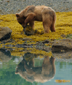 magicalnaturetour:  Brown Bear looking for dinner by nps :)