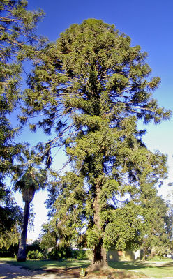 rhamphotheca:  The Bunya Pine (Araucaria bidwillii) … is a