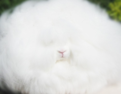 bambiibangbang:  Life has its ups and downs but these Angora rabbits will always be here for you. 