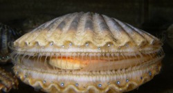 dynamicoceans:  earthstory:How Scallops Swim.Scallops are usually