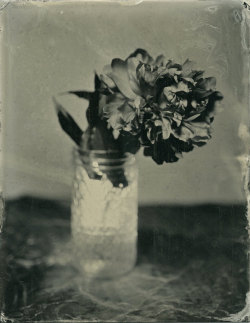brookelabrie:  Peony Tintype{ lots of new tintypes available