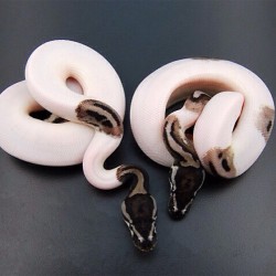 hausofadams:  Fuck having an #albino #pet. I want mine to have