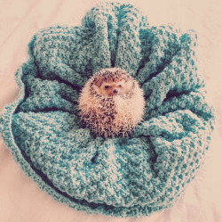 honeyykilos:  Happy hedgies