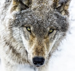 beautiful-wildlife:Young Grey Wolf by © Jean-Francois Beaudry