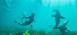 Oh to be beneath the sea (swimming with Sea Lions, Baird Bay,