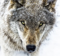 beautiful-wildlife:  Young Grey Wolf by © Jean-Francois Beaudry