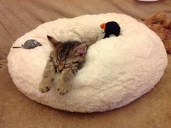 cuteanimalspics:  Do you think she is comfy http://t.co/SfaFkVXPxH