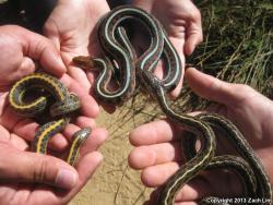 zacharge:  “Thamnophis Trifecta” Three different species