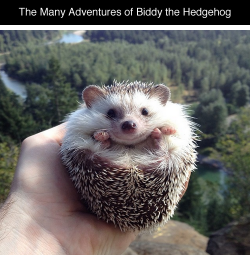 tastefullyoffensive:  The Many Adventures of Biddy the HedgehogRelated: The