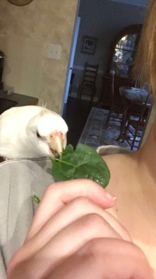 eben-the-cockatiel:  Spinach friend 🕊