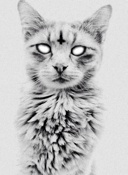 brallanq:  Evil Pussy Cat… 