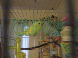 horatioandalice:  The budgies like to sleep in their Slinky,