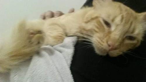 fatcakes: EMERGANCY POST!! PLEASE HELP BOOST THIS AS FAST AS WE CAN! !!!!  TO ANYONE LIVING IN LOUISIANA OR EAST TEXAS I WILL WILLINGLY DRIVE TO YOU IF YOU CAN HELP THIS KITTY   I have found a very sweet and very very thin orange tabby male cat tonight