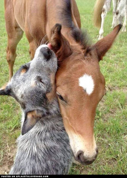 aplacetolovedogs:  Australian Cattle Dog and horse, Delilah and