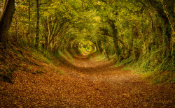 outdoors-photography:  The Tunnel near Halnaker, England