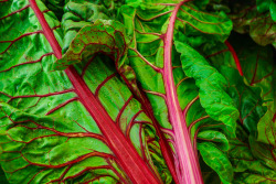 thevegetablemarket:  It’s a chard life (J) (by Coast to Coast