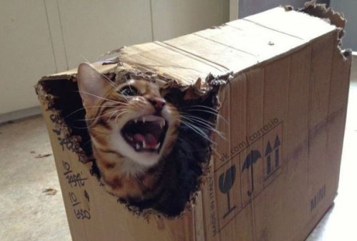 flowergirlrobichiko:  thecatsmustbecrazy:  special delivery  BRING ME SCHRÖDINGER’S HEAD  OH MY GOSH!