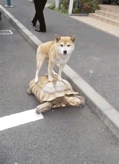 plur-panda:  shibe-doge:  such tortoise  much move very transport