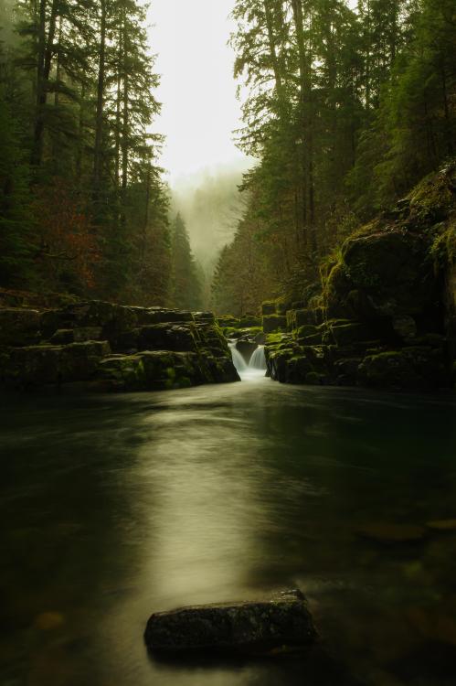 amazinglybeautifulphotography:  Brice Creek, Oregon. [4000x6016]