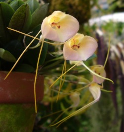 orchid-a-day:  Masdevallia persicina Syn.: Masdevallia wagneriana