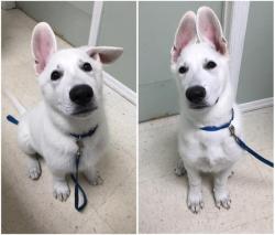 awwww-cute:3 weeks apart - both ears now standing up 😂 (Source: