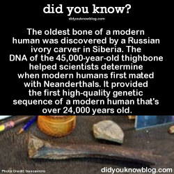 did-you-kno:  The oldest bone of a modern human was discovered
