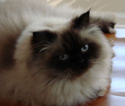 ladyrapidash:  If I were a cat, I’d be a Himalayan. Not the