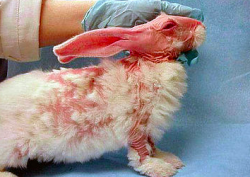 thatpassionatevegan:  SAY NO TO ANIMAL TESTING When buying makeup