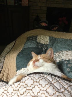 kaat-kitty:This is how Doodles spent her Caturday