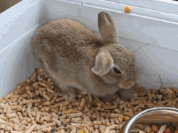llttlesophie:  gifcraft:  Bunny falls asleep  bun didn’t actually