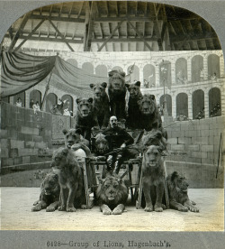 likeafieldmouse:  Russian Circus - The Lion Tamer and His Lions