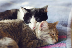 helakui:  ydrill:  Cats in love  these two are so cute! 